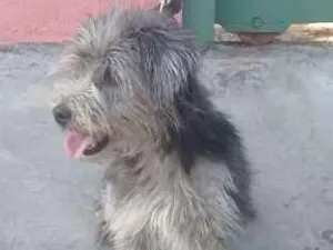 Cachorro raça SRD idade 6 ou mais anos nome VIOLETA 