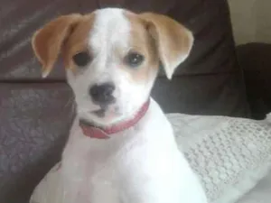 Cachorro raça Indefinido idade 2 a 6 meses nome Lua