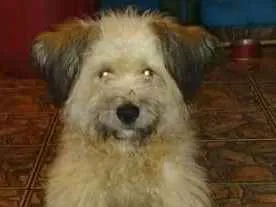 Cachorro raça SRD idade 1 ano nome maycon 