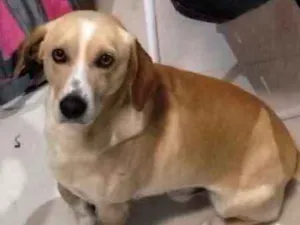 Cachorro raça NÃO idade 6 ou mais anos nome ARISCO GRATIFICA