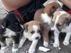 Cachorro raça Basset idade Abaixo de 2 meses nome dwadawdaw