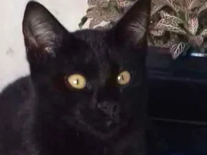 Gato raça Indefinida - mãe siamês  idade 2 a 6 meses nome Gatos