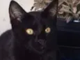 Gatos