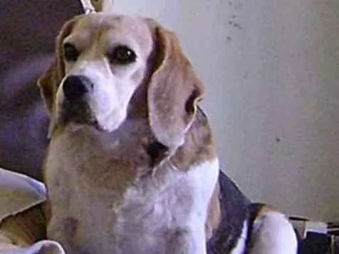 Cachorro ra a Beagle idade 6 ou mais anos nome Tampa