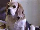 Cachorro raça Beagle idade 6 ou mais anos nome Tampa