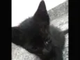 Mimi