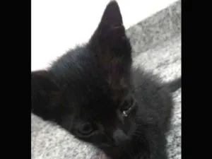 Gato raça vira lata idade Abaixo de 2 meses nome Mimi