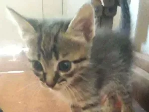 Gato raça Siamês/  rachado idade Abaixo de 2 meses nome Sem nome