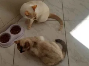Gato raça sem Raça  idade 5 anos nome Madona e Ritinha