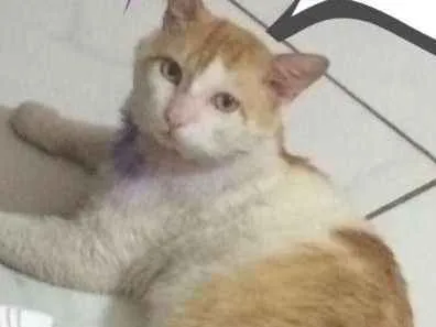 Gato raça SRD idade 5 anos nome Théo