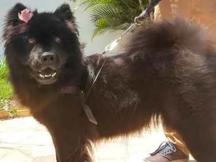 Cachorro ra a Chow Chow idade 4 anos nome Nina