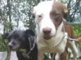 GUGA E RUBI 