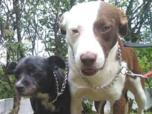 Cachorro raça Srd idade 2 anos nome GUGA E RUBI 