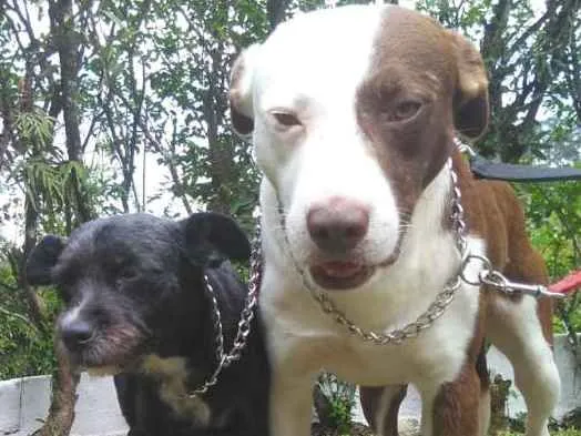 Cachorro ra a Srd idade 2 anos nome GUGA E RUBI 
