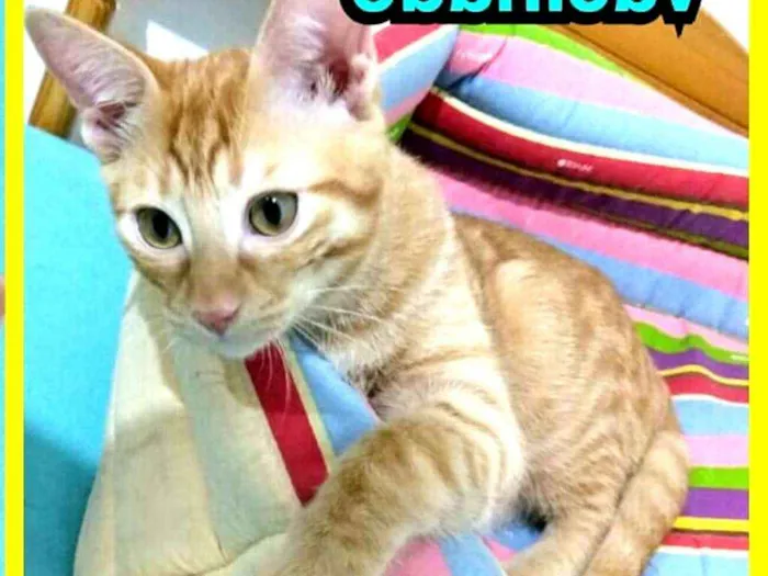 Gato ra a  idade 2 a 6 meses nome Luizinho e Huguinho 