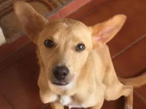 Cachorro raça Sem raça definida  idade 7 a 11 meses nome Bento