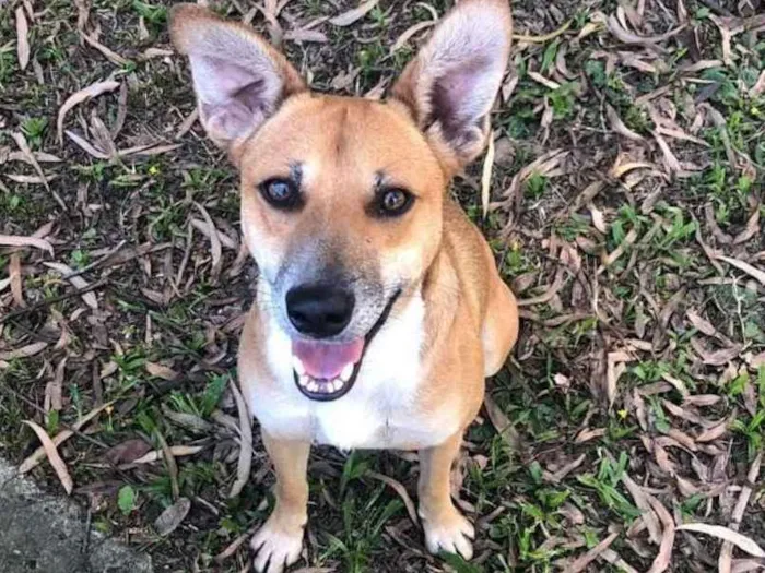Cachorro ra a SRD idade 1 ano nome Romeu