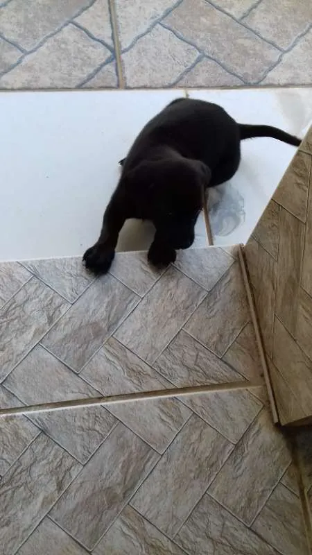 Cachorro ra a indefinida idade 2 a 6 meses nome sem nome
