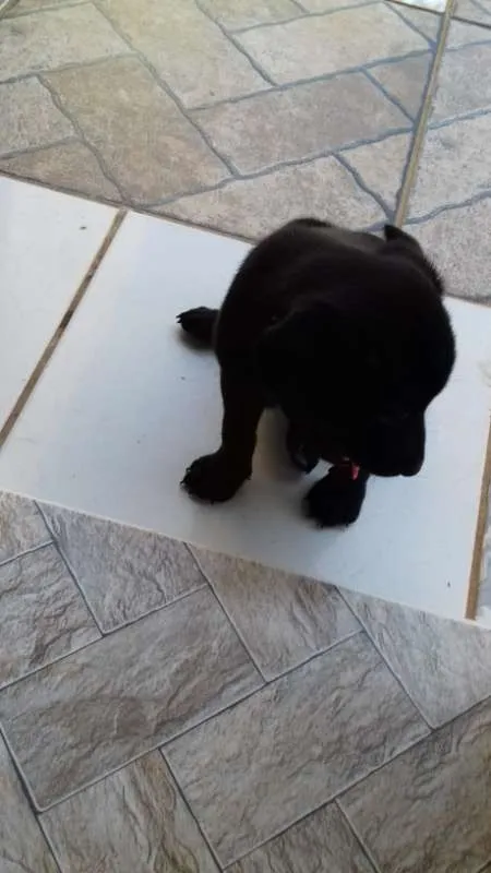 Cachorro ra a indefinida idade 2 a 6 meses nome sem nome
