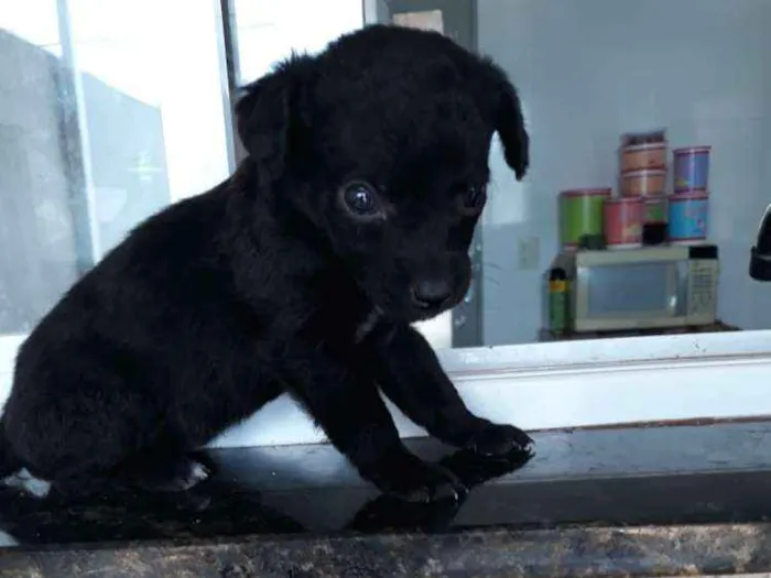 Cachorro ra a sem raça específica idade Abaixo de 2 meses nome sem nome