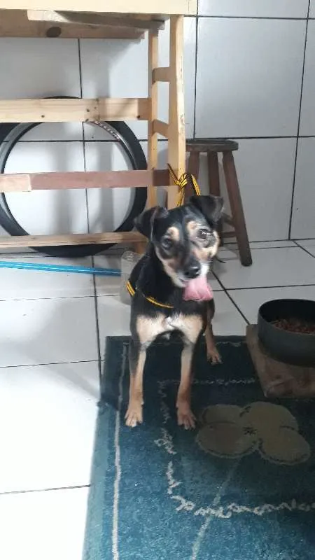 Cachorro ra a vira-lata idade 2 anos nome LALA