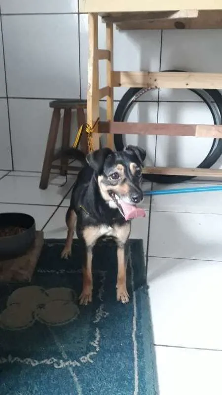 Cachorro ra a vira-lata idade 2 anos nome LALA
