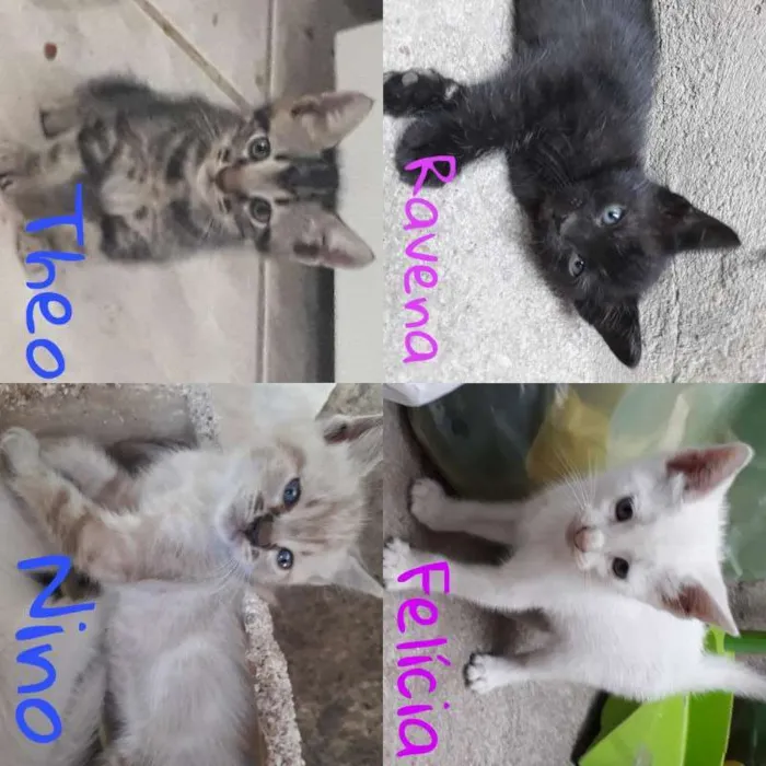 Gato ra a  idade 2 a 6 meses nome ADOÇÃO DE GATOS
