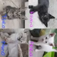 ADOÇÃO DE GATOS