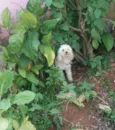 Belinha