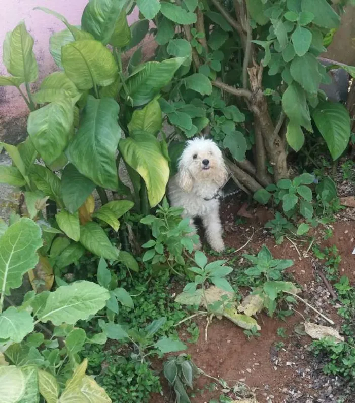 Cachorro ra a Poodle idade Abaixo de 2 meses nome Belinha