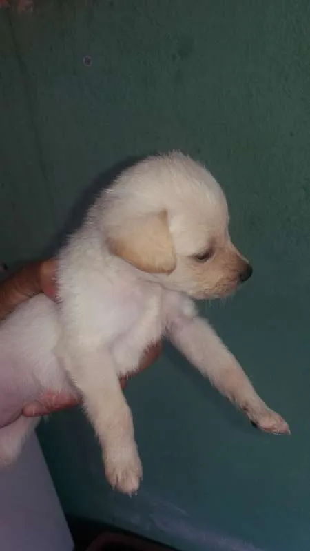 Cachorro ra a Poodle idade Abaixo de 2 meses nome Belinha