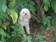 Belinha