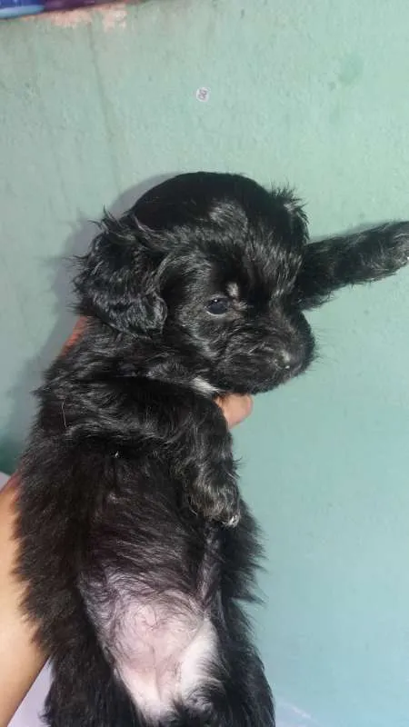 Cachorro ra a Poodle idade Abaixo de 2 meses nome Belinha