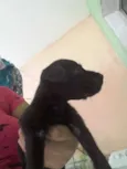 Belinha