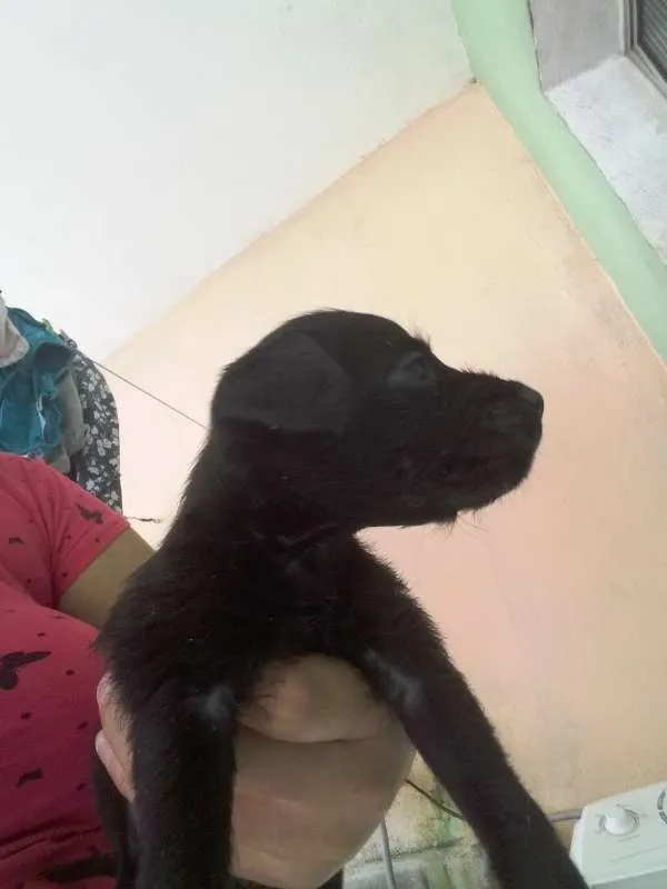 Cachorro ra a Poodle idade Abaixo de 2 meses nome Belinha