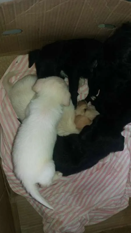 Cachorro ra a Poodle idade Abaixo de 2 meses nome Belinha