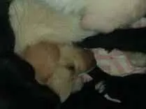 Cachorro ra a Poodle idade Abaixo de 2 meses nome Belinha