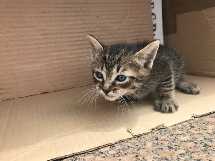 Gato ra a RAJADO idade Abaixo de 2 meses nome PINGO