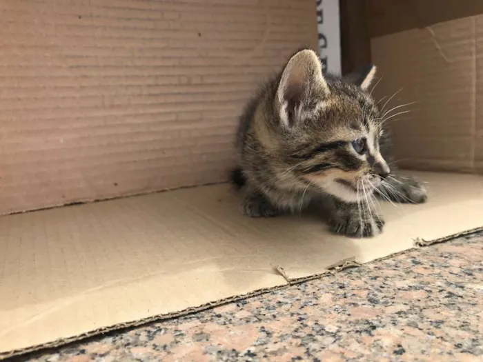 Gato ra a RAJADO idade Abaixo de 2 meses nome PINGO