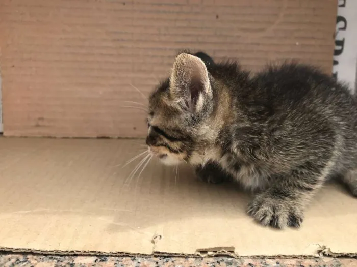 Gato ra a RAJADO idade Abaixo de 2 meses nome PINGO