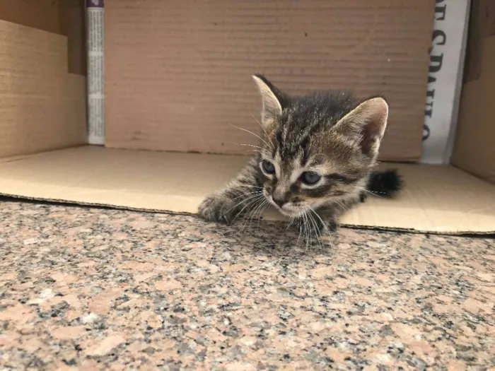 Gato ra a RAJADO idade Abaixo de 2 meses nome PINGO
