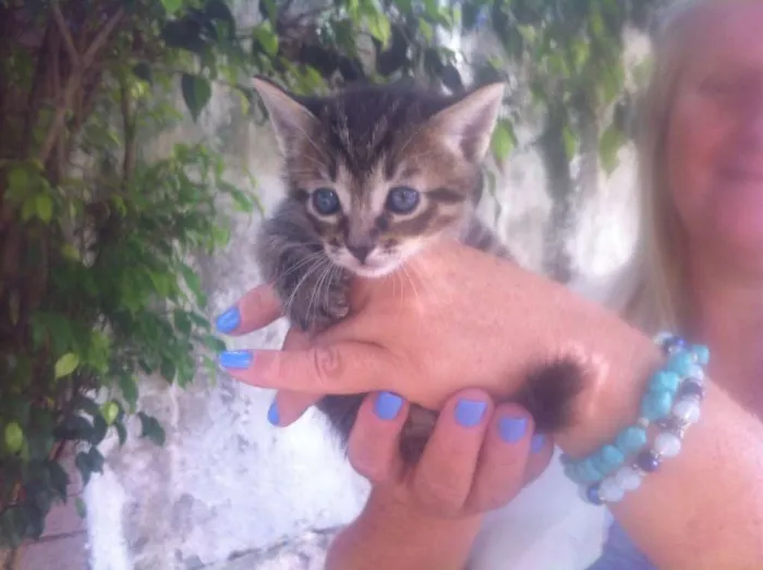 Gato ra a RAJADO idade Abaixo de 2 meses nome PINGO