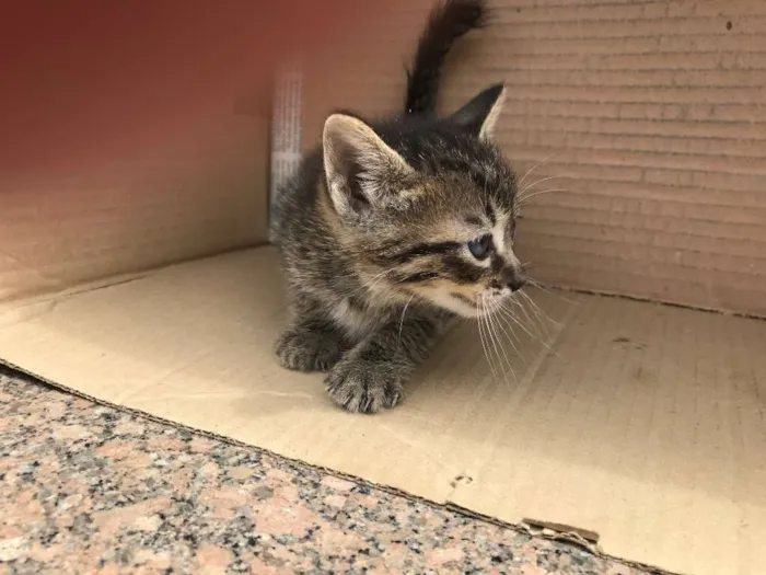 Gato ra a RAJADO idade Abaixo de 2 meses nome PINGO