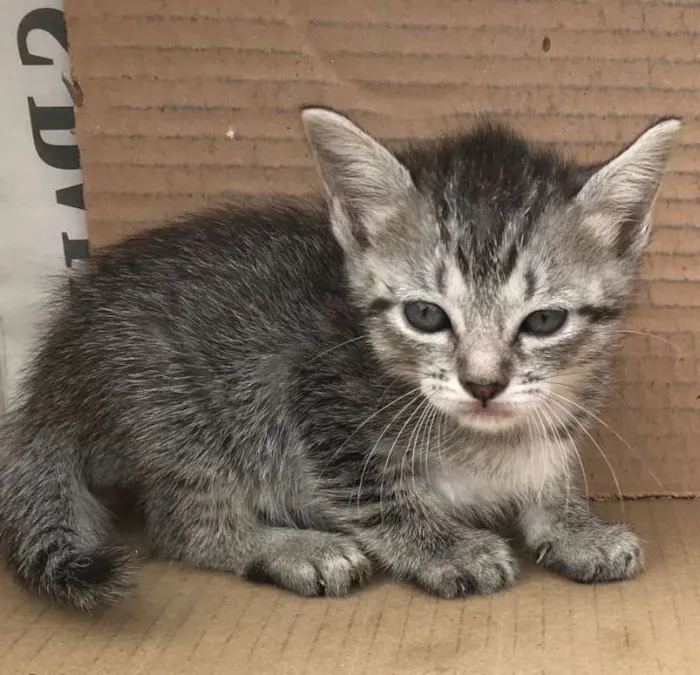 Gato ra a RAJADA idade Abaixo de 2 meses nome MELISSA