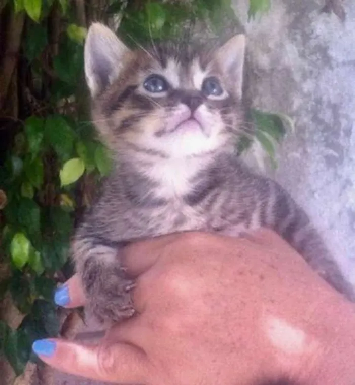 Gato ra a RAJADA idade Abaixo de 2 meses nome MELISSA