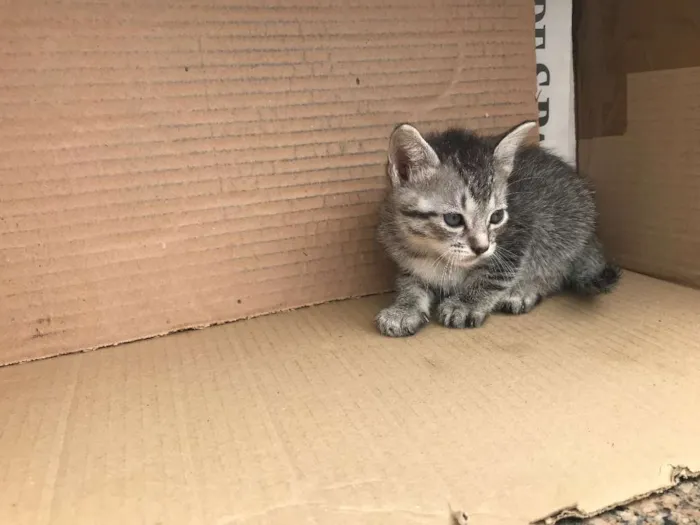 Gato ra a RAJADA idade Abaixo de 2 meses nome MELISSA