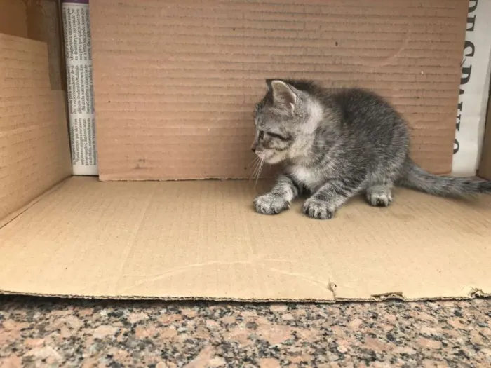 Gato ra a RAJADA idade Abaixo de 2 meses nome MELISSA