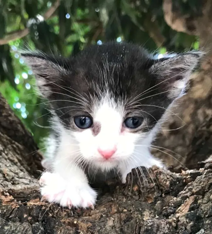 Gato ra a FRAJOLA idade Abaixo de 2 meses nome ORION
