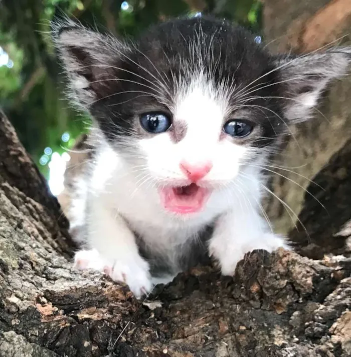 Gato ra a FRAJOLA idade Abaixo de 2 meses nome ORION