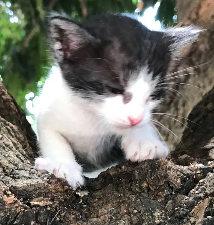Gato ra a FRAJOLA idade Abaixo de 2 meses nome ORION